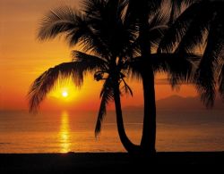 Φωτοταπετσαρία τοίχου Palmy Beach Sunrise 8-255 3.68x2.54εκ