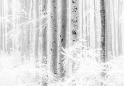 Φωτοταπετσαρία τοίχου Winter Wood R4-043 4.00x 2.80 εκ.