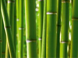 Φωτοταπετσαρία τοίχου Bamboo