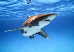 Φωτοταπετσαρία τοίχου Great White Shark IANGX8-002 4.00x2.80 εκ