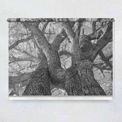 Ρόλερ με ψηφιακή εκτύπωση Black and white oak trees