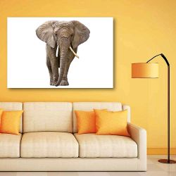 Πίνακας σε καμβά Elephant isolated on white