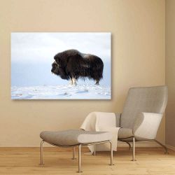 Πίνακας σε καμβά Male musk ox standing in the mountains of Dovrefjell