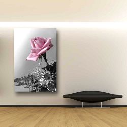 Πίνακας σε καμβά Rose with pink petals