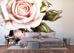 Φωτοταπετσαρία τοίχου με ροζ ανθισμένο τριαντάφυλλο.