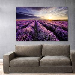 Πίνακας σε καμβά Field of Lavenders harvesting