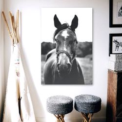 Πίνακας σε καμβά - Άλογο σε ασπρόμαυρο φωτογραφία