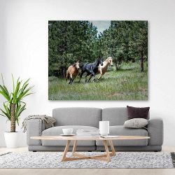 Πίνακας σε καμβά - Άλογα σε λιβάδι που τρέχουν
