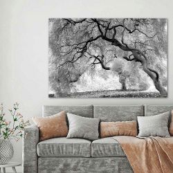 Πίνακας σε καμβά Ασπρόμαυρη φωτογραφία με δέντρο
